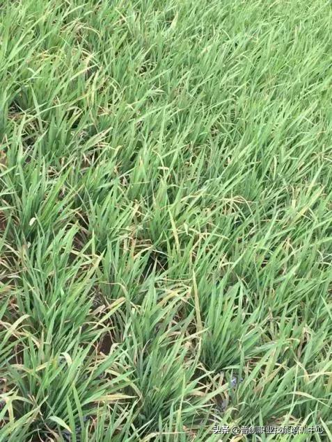 水稻黄叶打什么药最好,水稻怎么防止黄叶