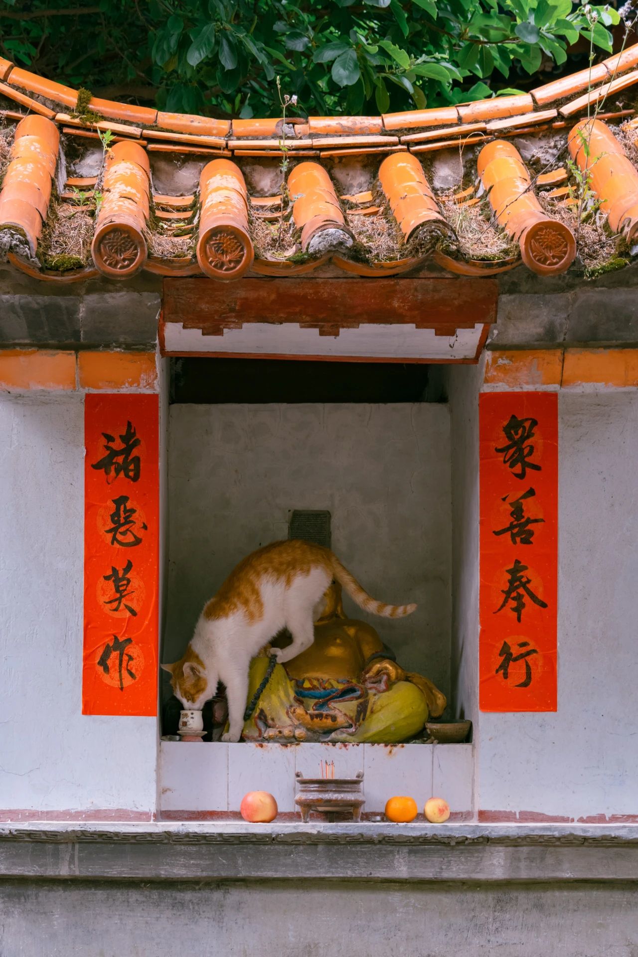 爬了近1个半小时，只为这大理苍山古寺中，孤独又可爱的大橘猫