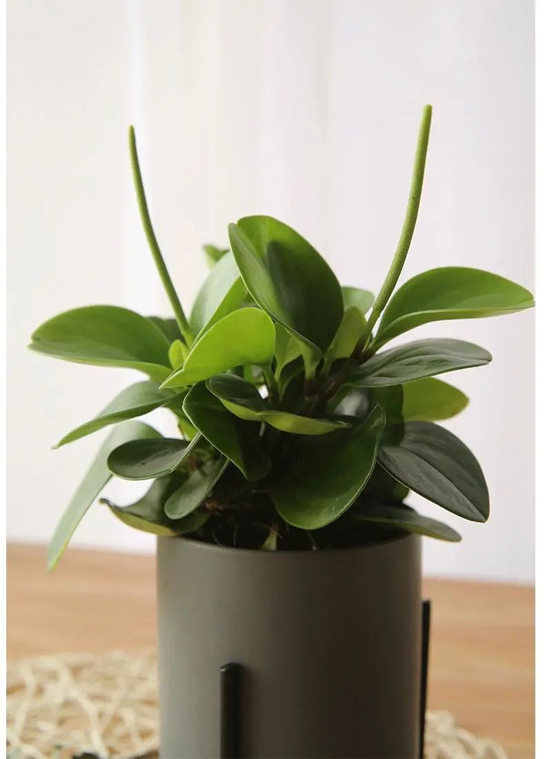 豆瓣绿叶片长黑斑是怎么回事,豆瓣绿新叶子卷曲是怎么回事