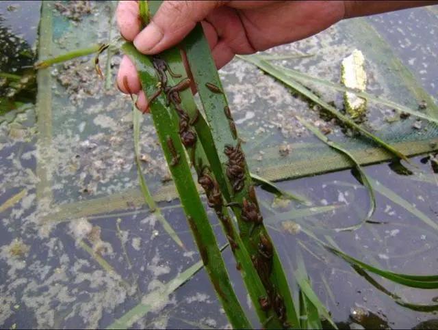 卫生部门应对河南洪水,国家卫生健康委发布洪水灾害