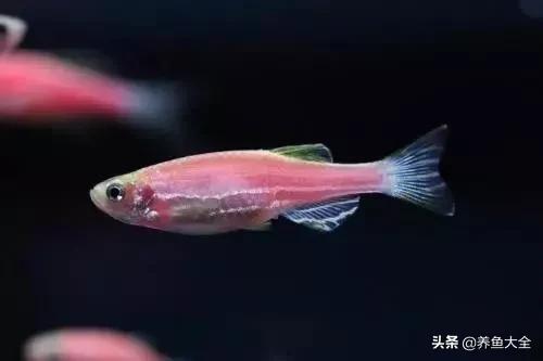 热带观赏鱼病了放什么药,热带观赏鱼最耐养不易死的鱼