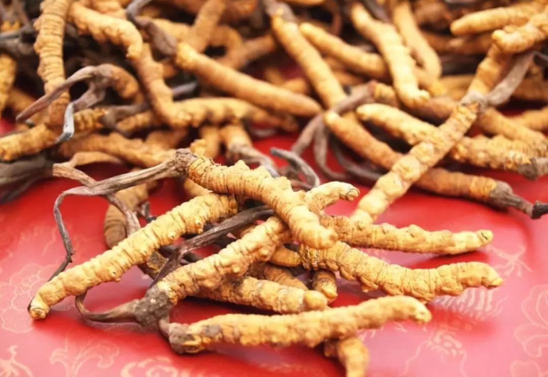 极草冬虫夏草最终的结局是什么样,虫草神话破灭