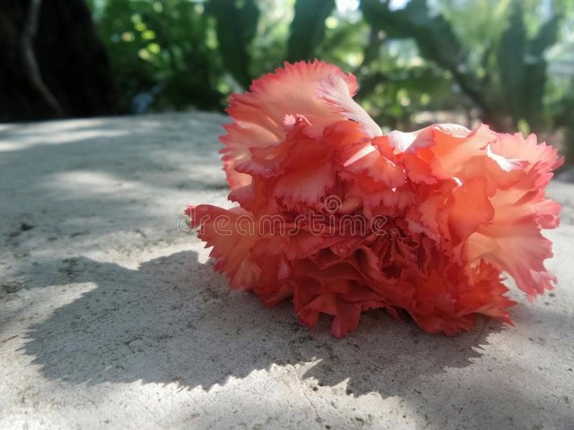 母亲节一束康乃馨的仪式感,母亲节是温馨的康乃馨