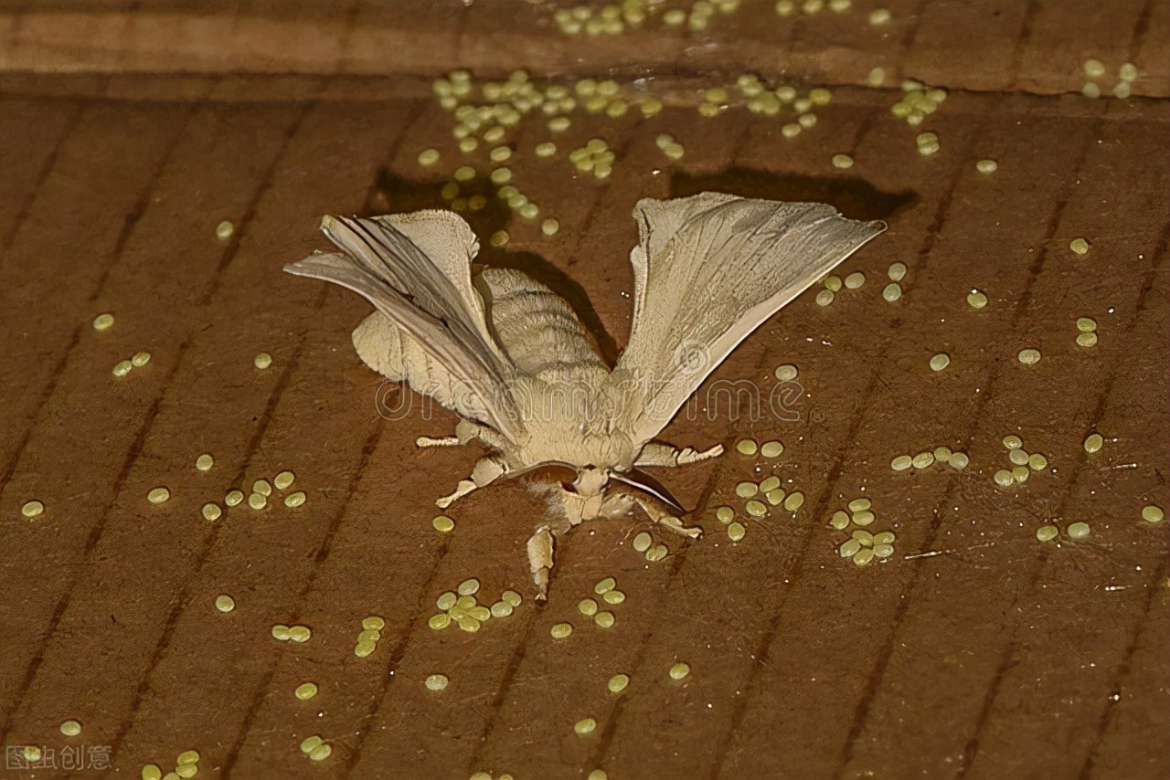 蚕怎么生活的,蚕一生都是不停的吃吗