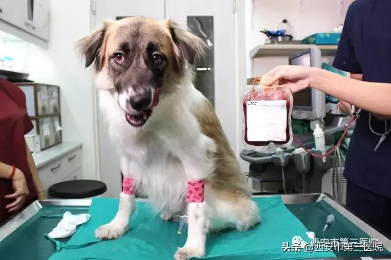 铲屎官的狗是什么品种,狗铲屎官要知道的小知识