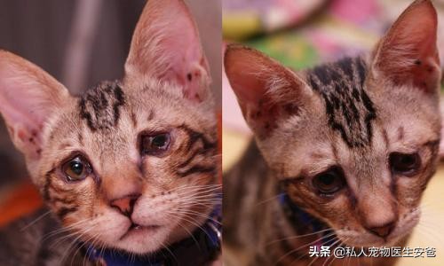 疱疹初长成的样子图片,疱疹病毒怎么治疗快