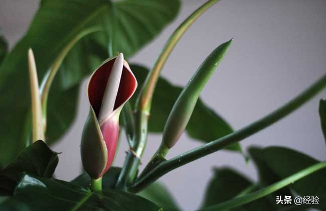 滴水观音烂根长白虫,滴水观音烂根怎么办图解