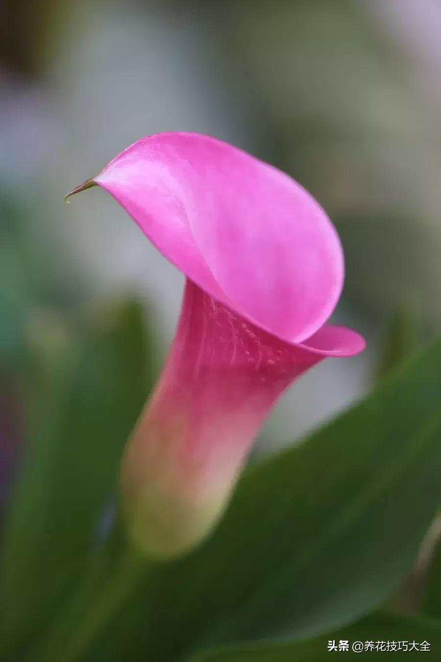 马蹄莲叶子发黄？教你几招黄叶变绿叶