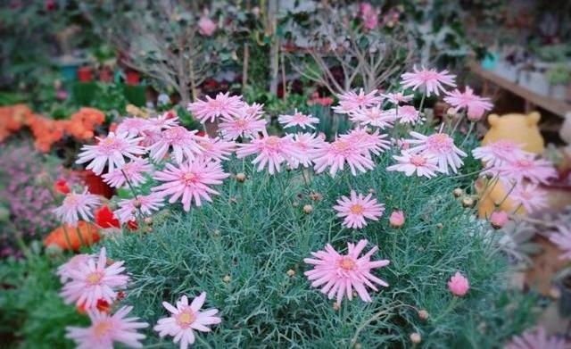 家里养花注意了这几种花别养,家里养花怎么养才不会生虫