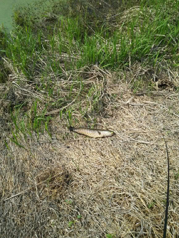 路亚打黑怎么找黑鱼,路亚钓法打黑