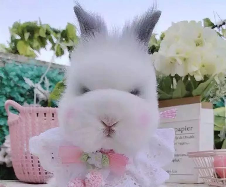 宠物经济市场前景,宠物经济下一个趋势