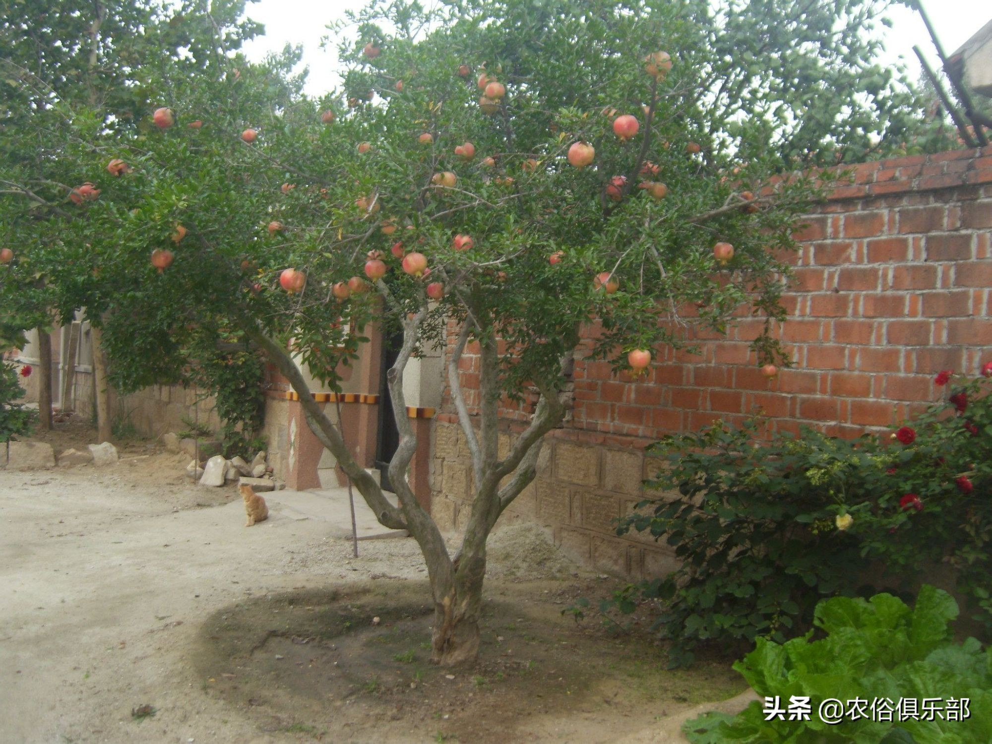 房前不种桑树房后不种柳树,前不种桑后不栽柳意味什么