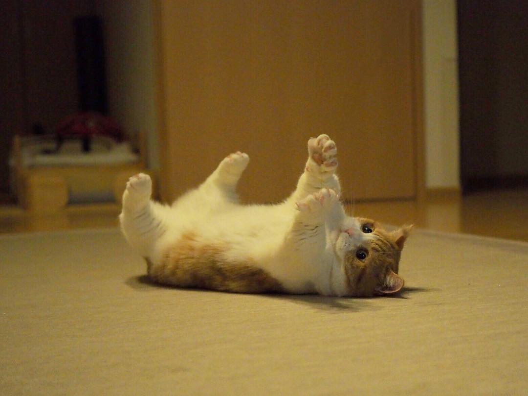 猫有弱智吗,猫有智商吗搞笑视频