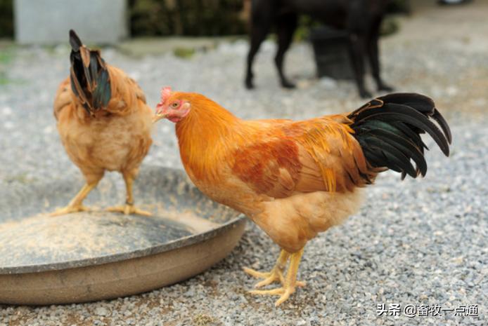 肉鸡的发育特点你知道吗？