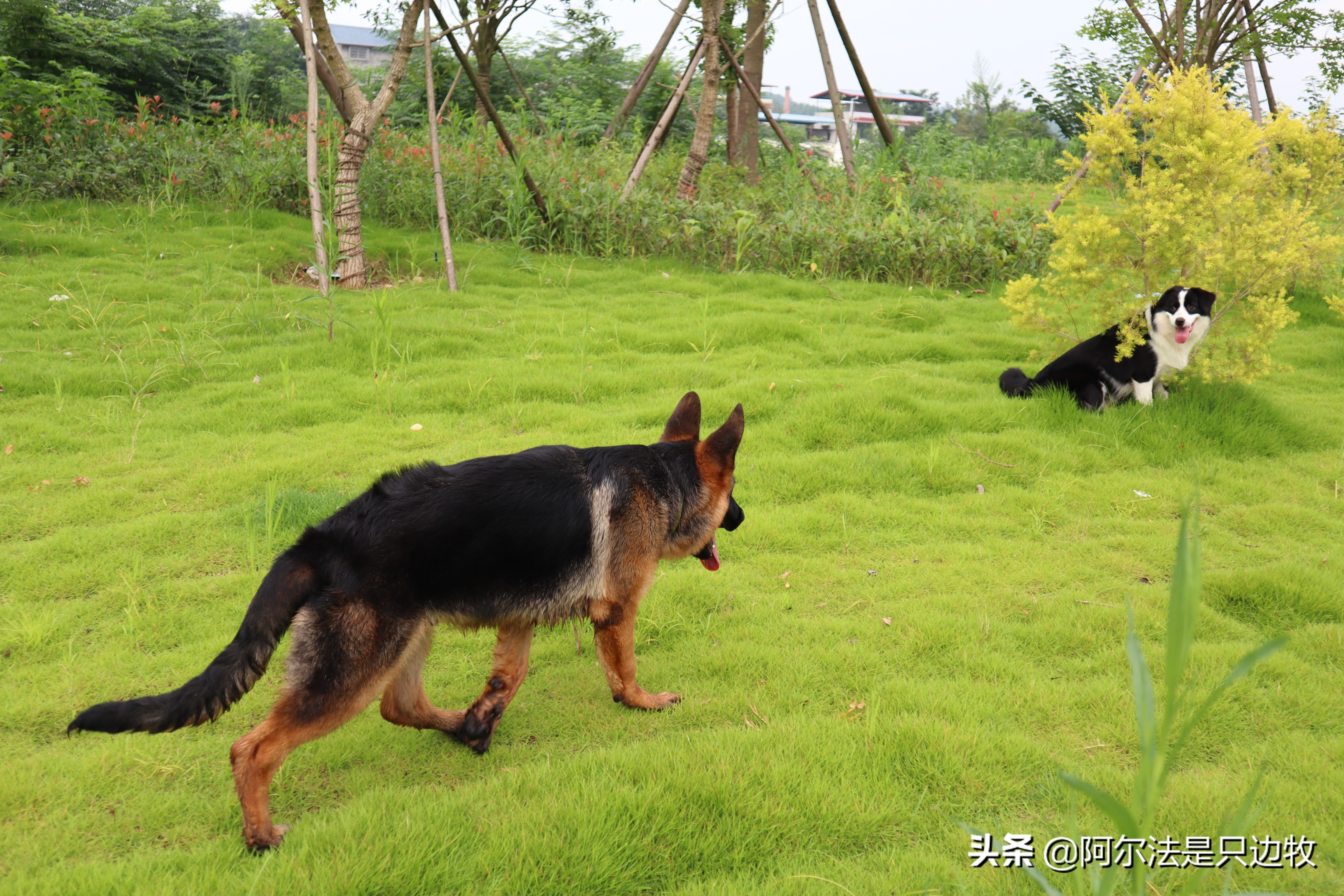 怎样用诱导剂训练狗狗定点上厕所,怎么教狗狗上厕所定点大小便