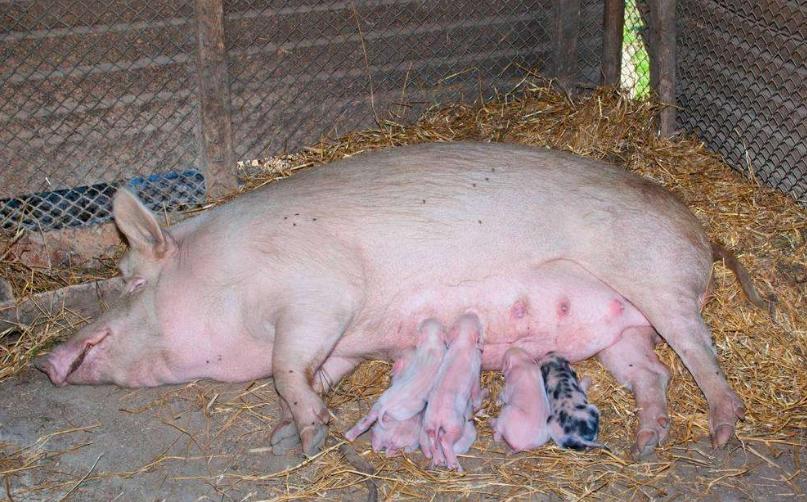 母猪“妇科病”会导致哪些严重后果？如何防治？