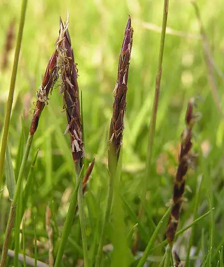 花园草坪怎么种植,花园草坪的种植与养护经验大总结