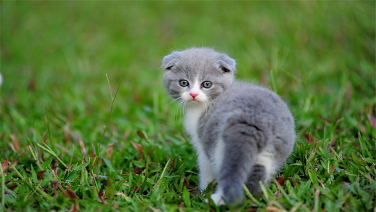 猫咪拉完屎屁股很臭怎么办,3秒除臭除菌猫咪