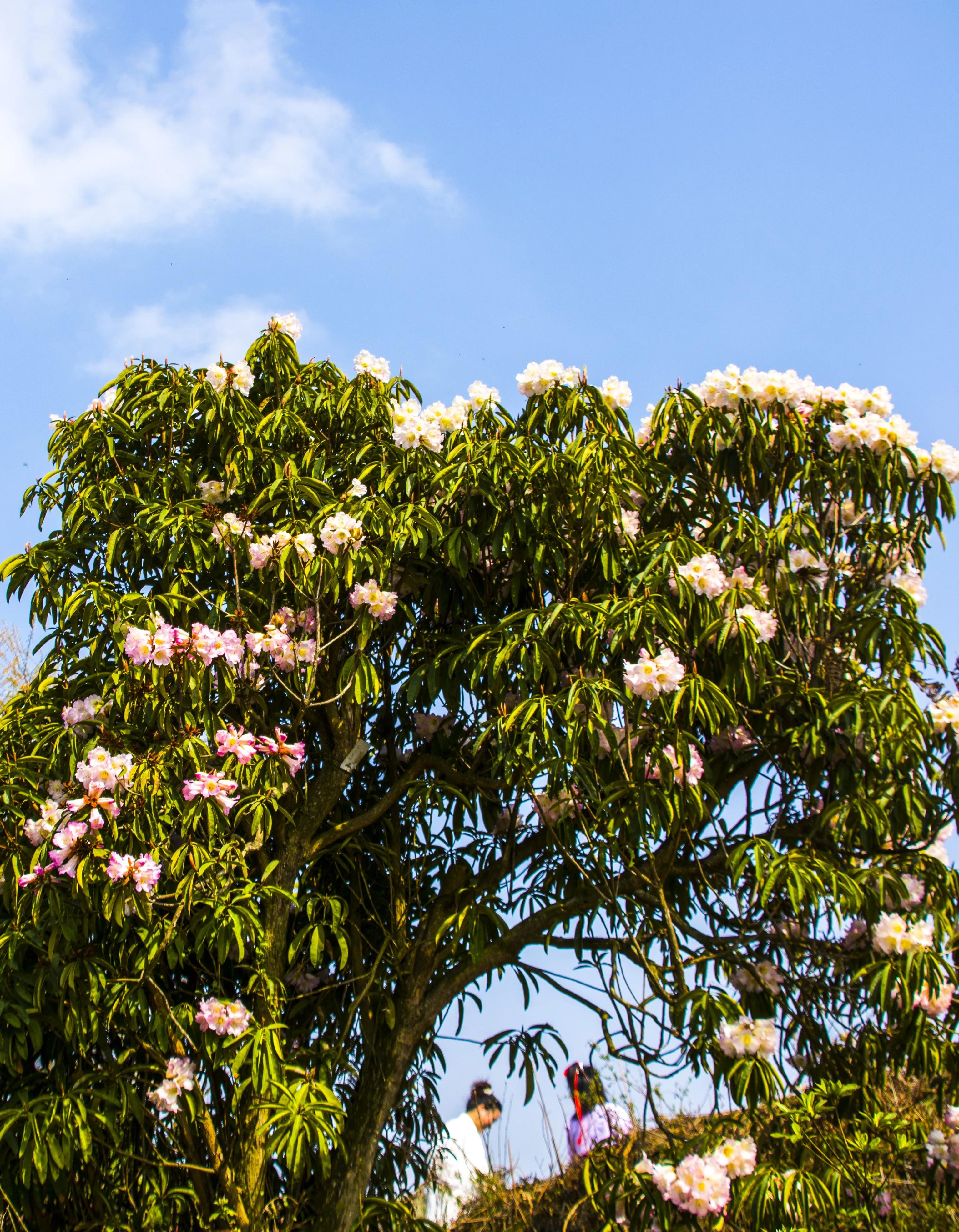 贵州大学1984级管科系同学欢聚毕节录