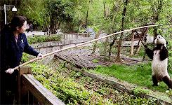 为什么大熊猫从肉开始吃竹子,大熊猫不是吃肉吗为什么吃竹子