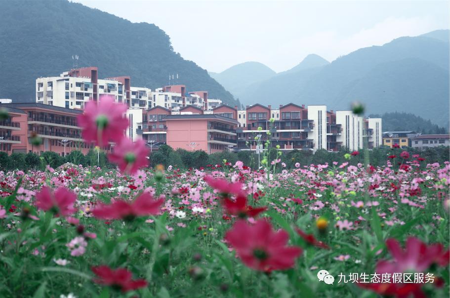 格桑花海古风视频,九坝格桑花图片