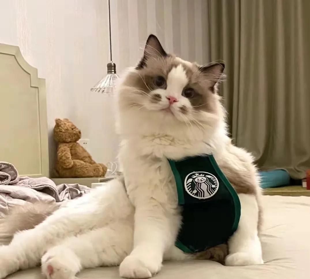 猫咪长了像胡子一样的毛 (为什么一个月多的猫咪毛发很凌乱)
