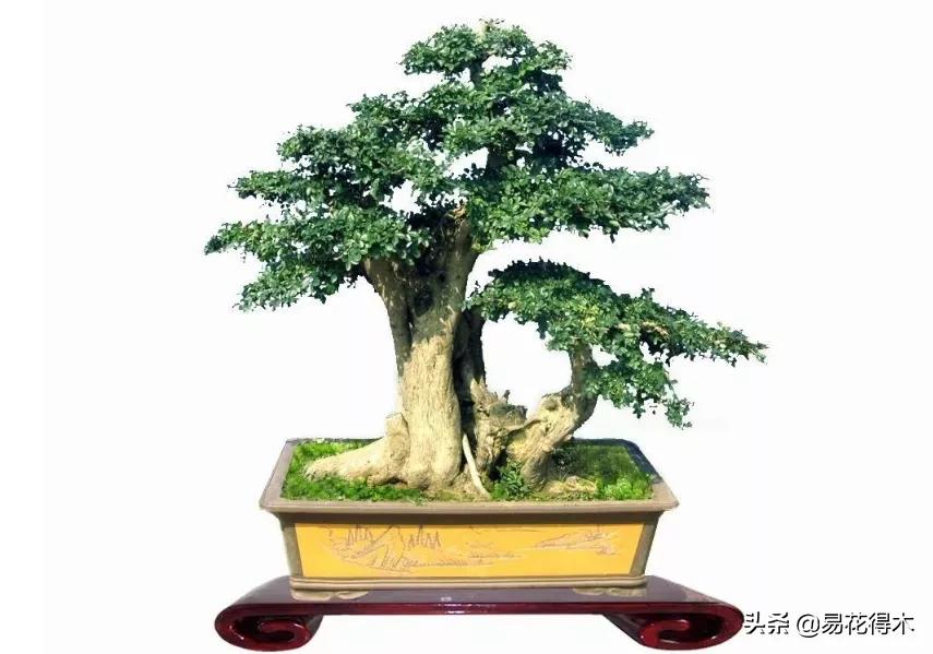 盆景制作与赏析观花,盆景对节白蜡怎么造型