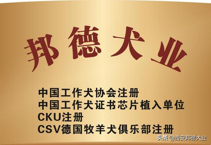 宠物训练学园,宠物训练营学校