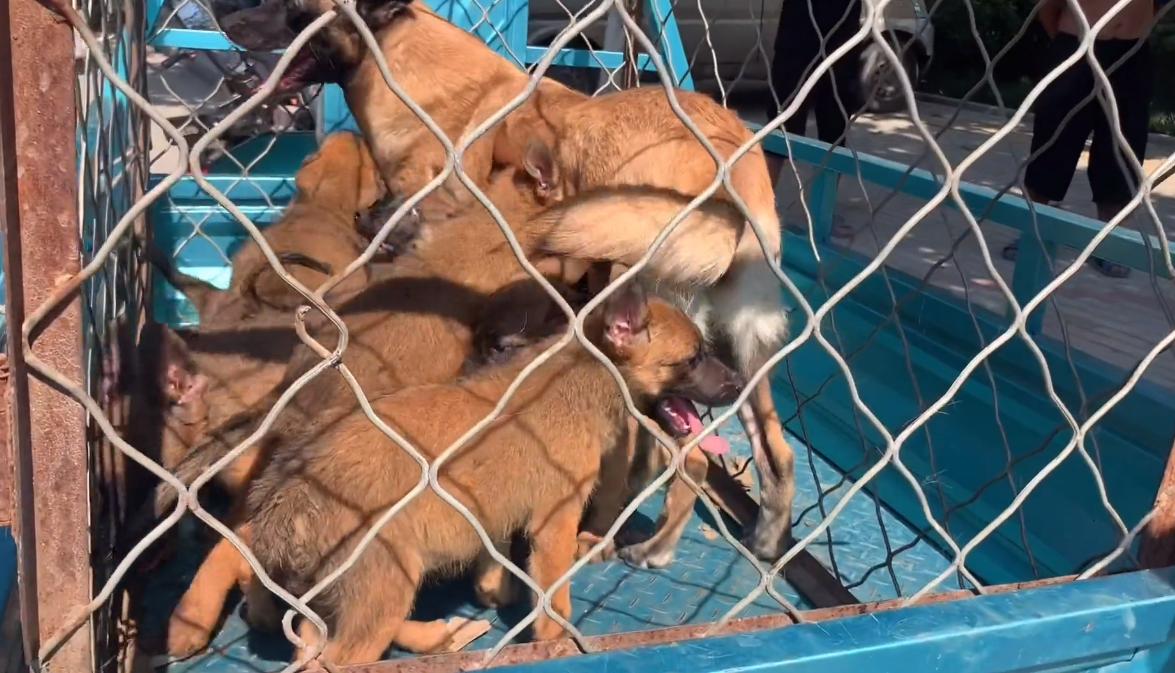 马犬险些被送到了狗肉馆,从狗肉车上救下来的狗狗马犬