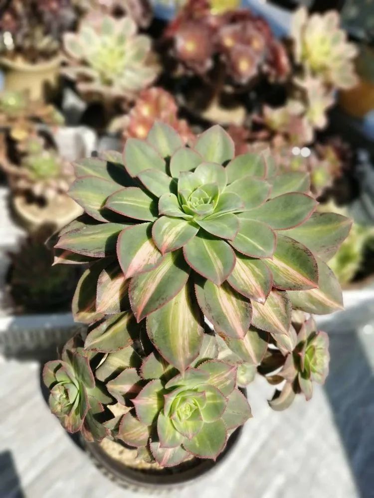 适合从小养到大的多肉,由小到大由浅入深