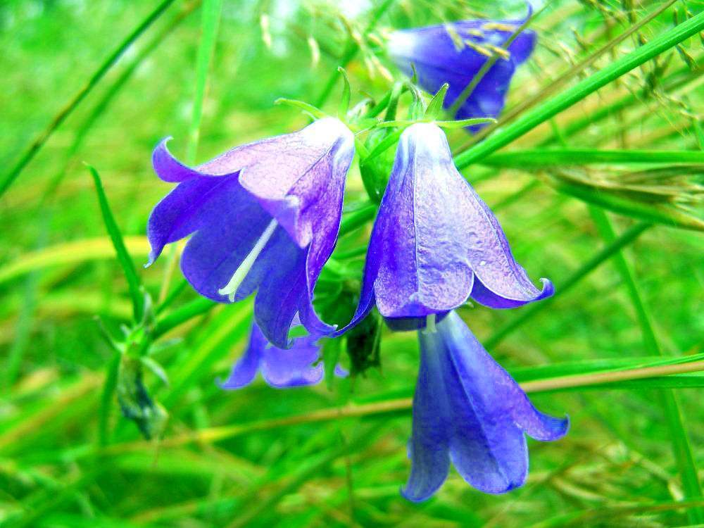紫色风铃草花,有一种花叫风铃花它的花语