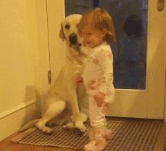 怎么养拉布拉多毛会好,怎么养拉布拉多的方法大全