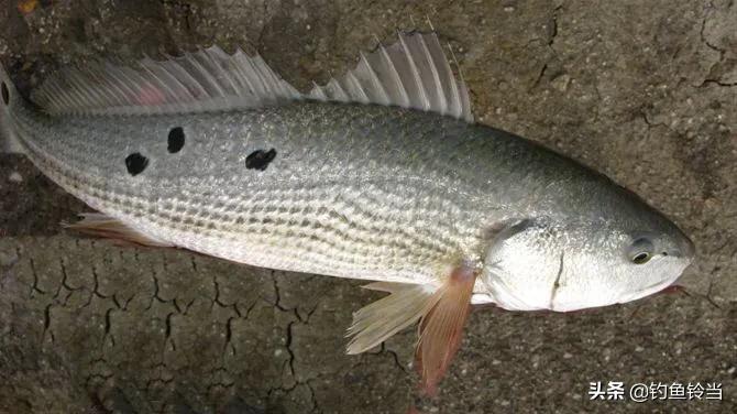 美国红鱼泛滥成灾,红鱼泛滥成灾