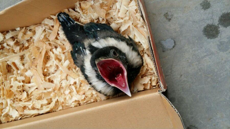 黑八哥怎么喂养雏鸟,八哥雏鸟的正确喂养方法