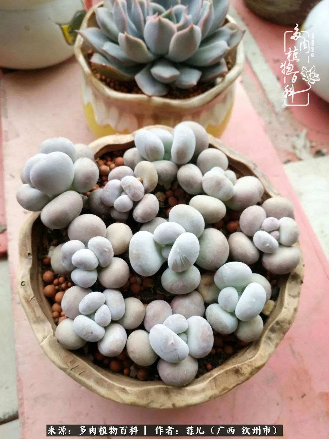 多肉相伴的感悟,与多肉为伴的时光真的很美好