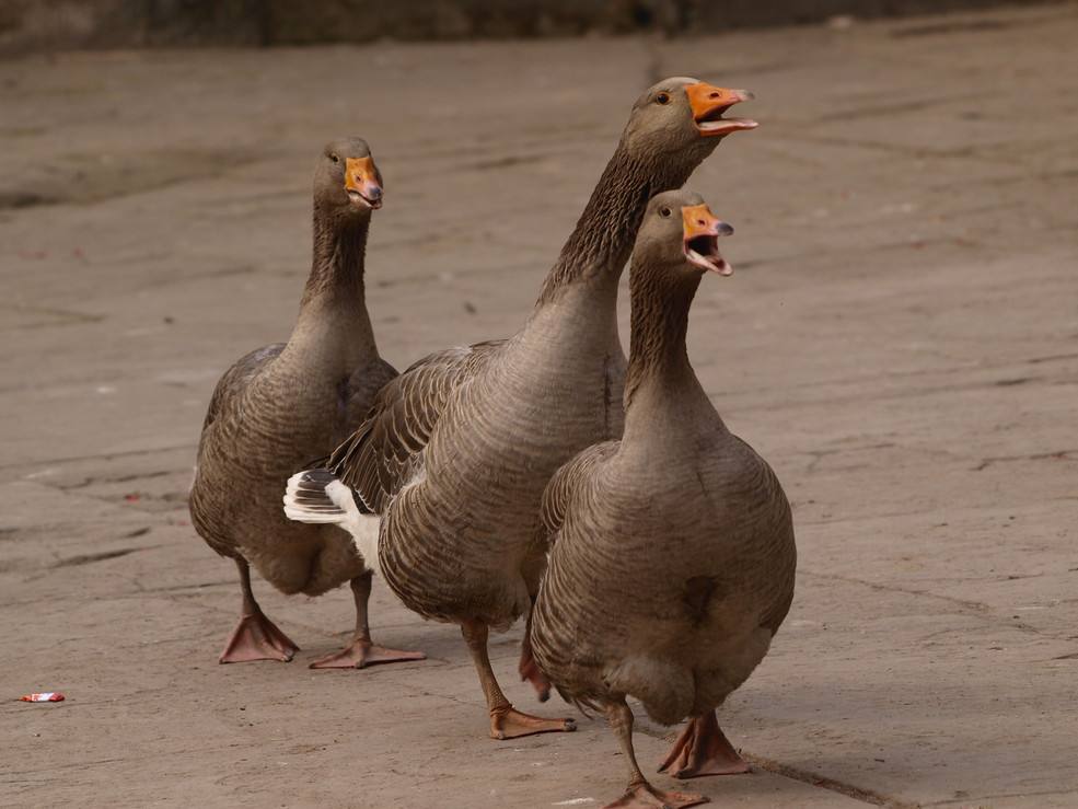 贵有贵的道理但是便宜一定有猫腻,鹅肝为什么这么贵