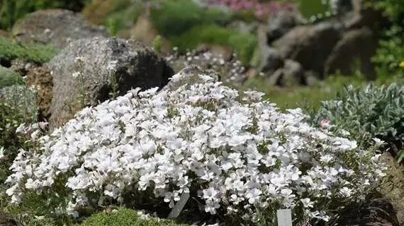 岩石花园景区,岩石园常用花卉