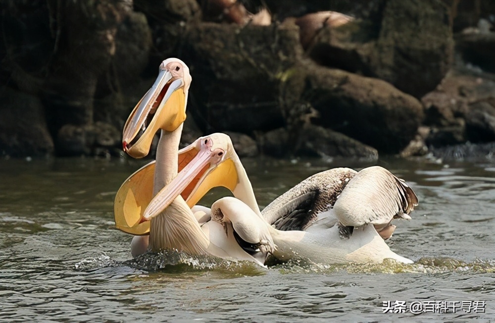 鹈鹕吞猎物到肚子里是怎么样的,鹈鹕会吞掉同类吗