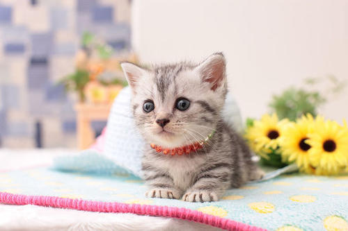 幼猫拉稀是乳白色的,幼猫拉稀是什么原因造成的