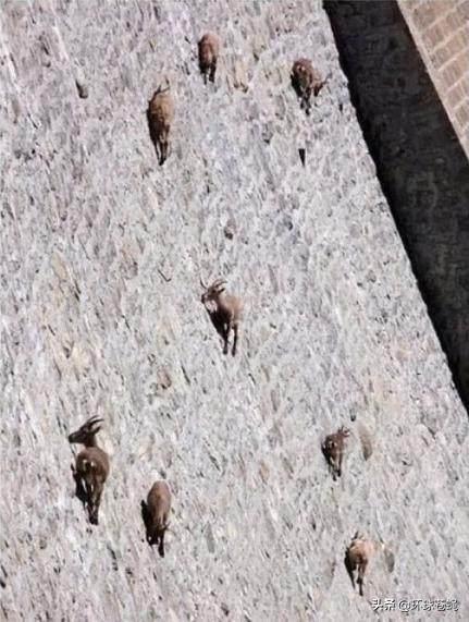 岩羊攀岩过程,42只岩羊攀爬