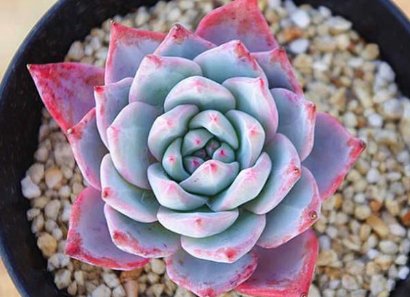 这7种多肉,仙气十足,让你越养越上瘾