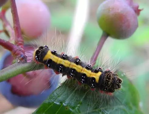 蓝莓病虫害防治视频教学,蓝莓常见虫害及防治知识回答