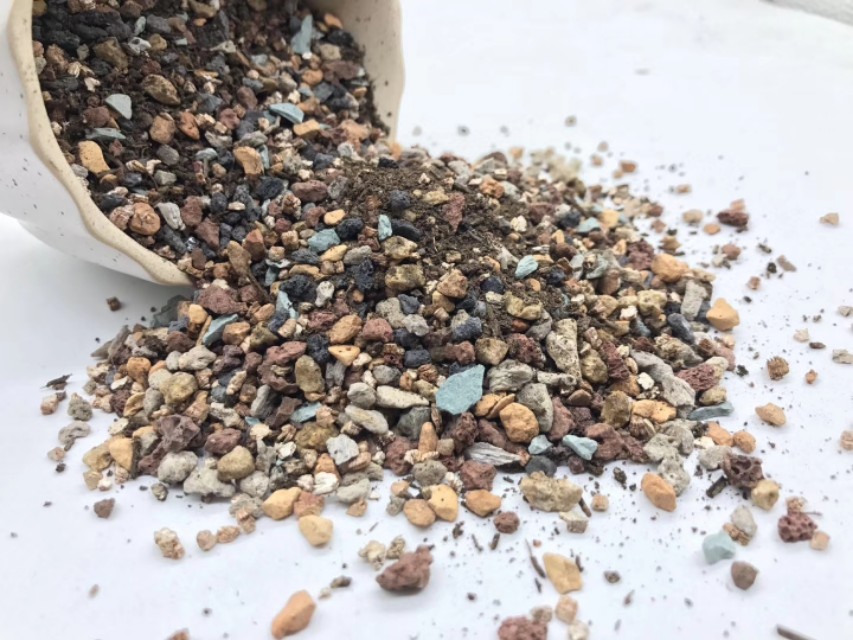 多肉得黑腐病无药可救？那是你不会处理，尽早手术还能延续生命