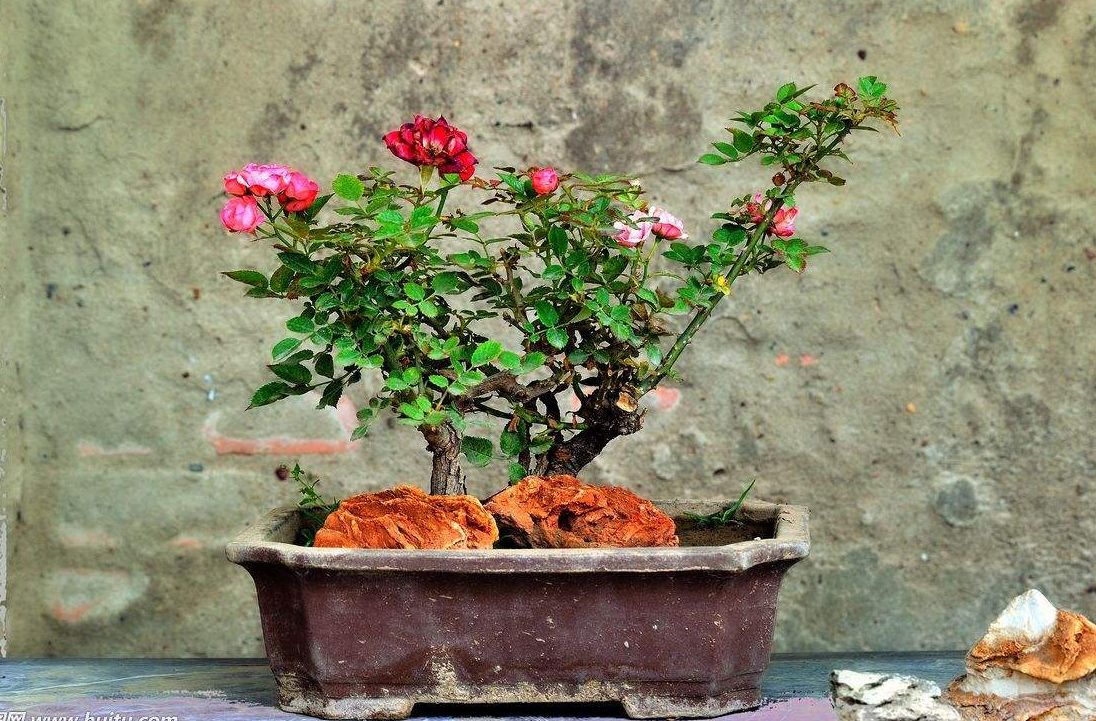 月季嫩叶打卷老叶正常是怎么回事,月季叶片褶皱打卷是什么原因