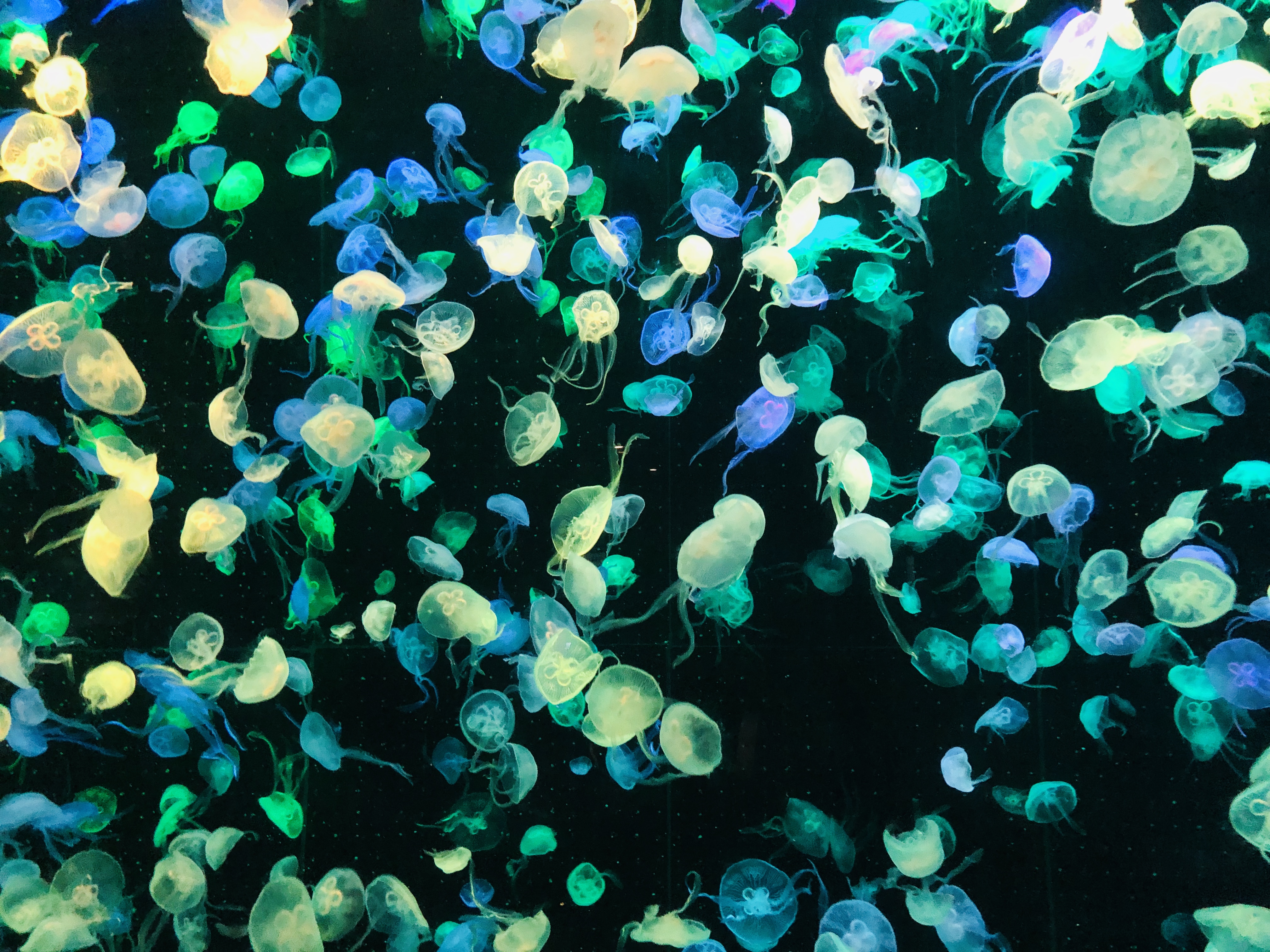 寒假带孩子去长隆玩什么,长隆寒假旅游攻略