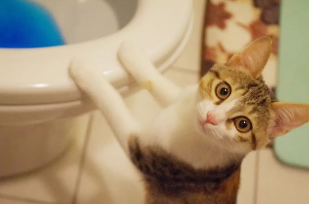 性格最温顺的小猫咪是什么,养一只超凶的小猫咪是什么体验