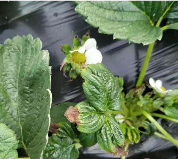 草莓长出新芽怎么处理,草莓长出新芽是活了吗