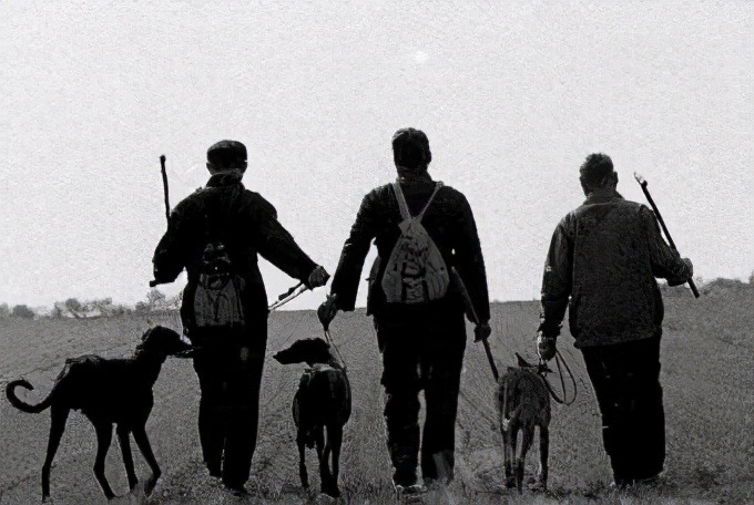 谁知道这是什么品种的狗,这是什么狗的品种