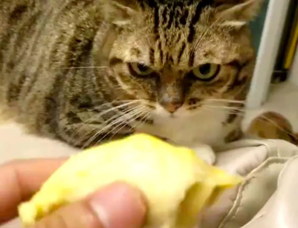 猫咪没病就挑食强行喂,猫咪该怎么喂食更健康