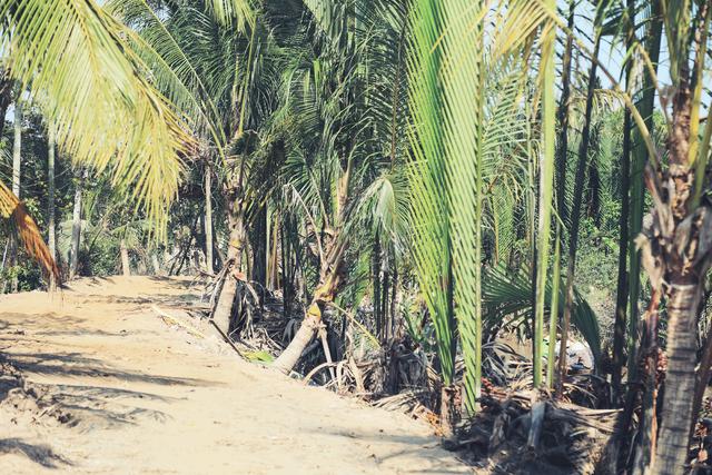 越南的美食美景,越南的美食和美景